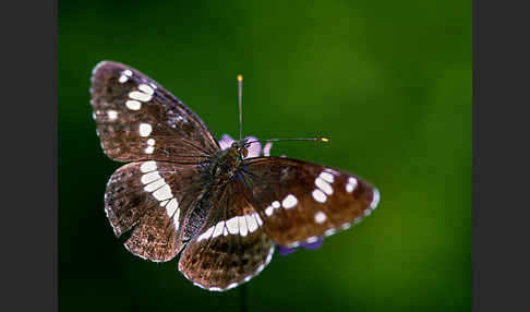 Kleiner Eisvogel (Limenitis camilla)