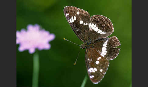 Kleiner Eisvogel (Limenitis camilla)