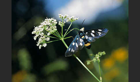 Weißfleckwidderchen (Syntomis phegea)