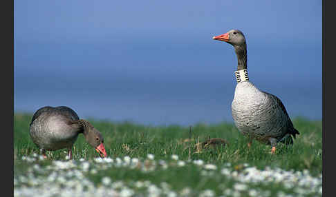 Graugans (Anser anser)
