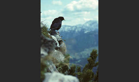 Alpendohle (Pyrrhocorax graculus)