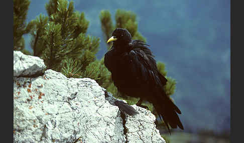 Alpendohle (Pyrrhocorax graculus)