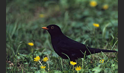 Amsel (Turdus merula)