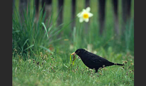 Amsel (Turdus merula)