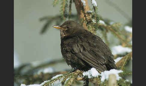 Amsel (Turdus merula)