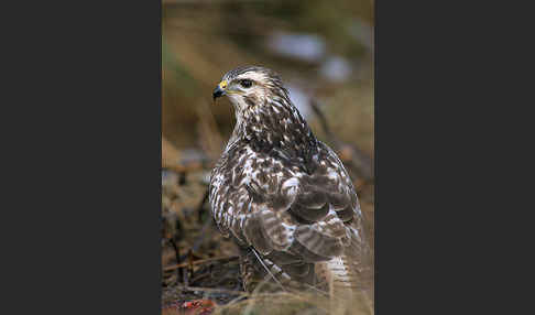 Mäusebussard (Buteo buteo)