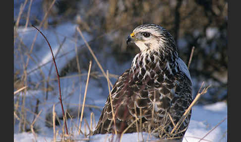 Mäusebussard (Buteo buteo)