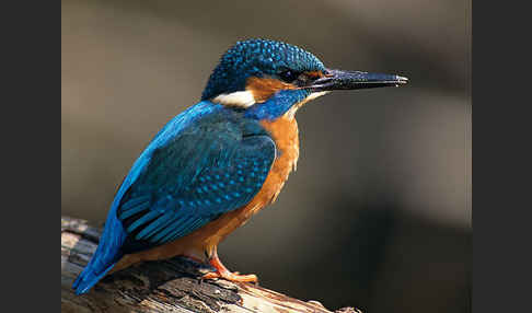 Eisvogel (Alcedo atthis)