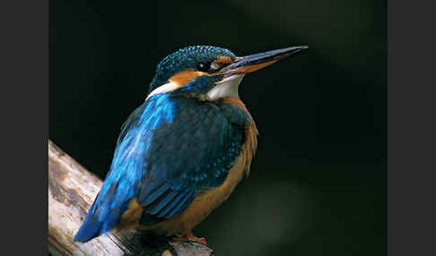 Eisvogel (Alcedo atthis)