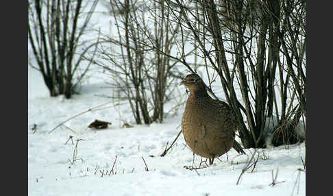 Fasan (Phasianus colchicus)