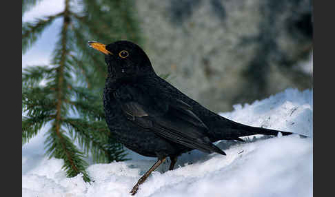 Amsel (Turdus merula)