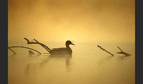 Stockente (Anas platyrhynchos)