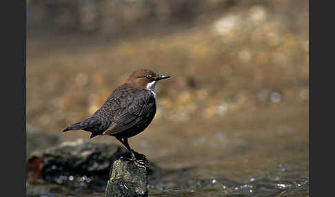 Wasseramsel (Cinclus cinclus)