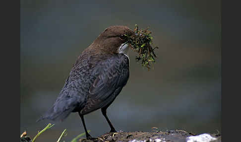 Wasseramsel (Cinclus cinclus)