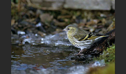 Erlenzeisig (Carduelis spinus)