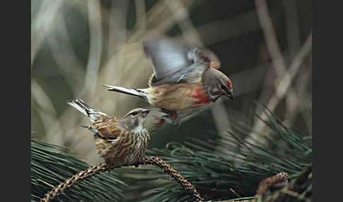 Bluthänfling (Acanthis cannabina)