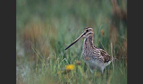 Bekassine (Gallinago gallinago)