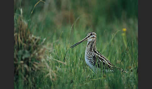 Bekassine (Gallinago gallinago)