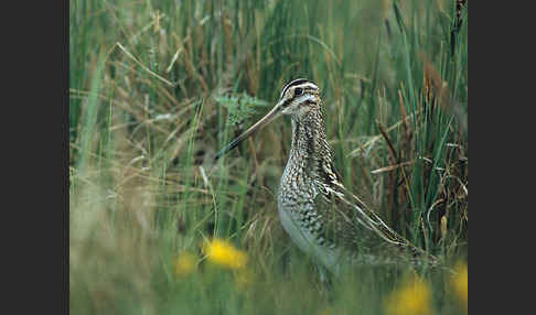 Bekassine (Gallinago gallinago)