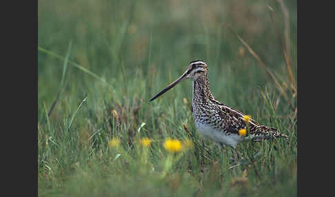 Bekassine (Gallinago gallinago)