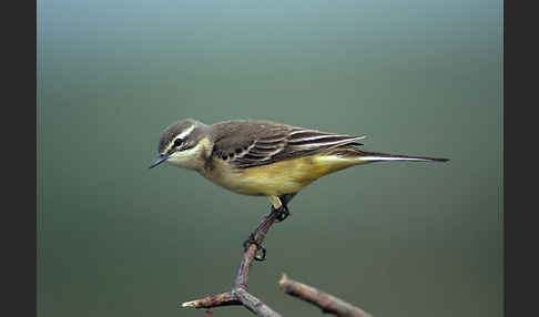 Wiesenschafstelze (Motacilla flava)