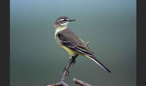 Wiesenschafstelze (Motacilla flava)