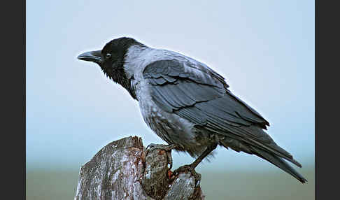 Nebelkrähe (Corvus corone cornix)