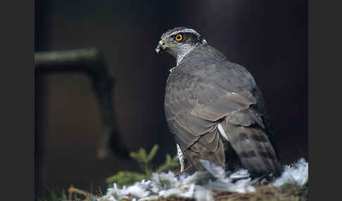 Habicht (Accipiter gentilis)