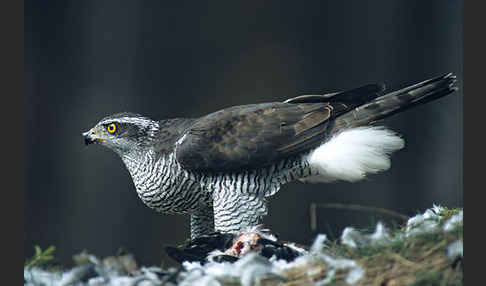 Habicht (Accipiter gentilis)