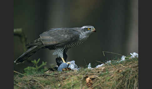 Habicht (Accipiter gentilis)