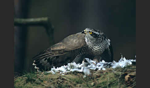 Habicht (Accipiter gentilis)