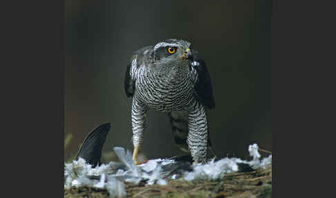 Habicht (Accipiter gentilis)