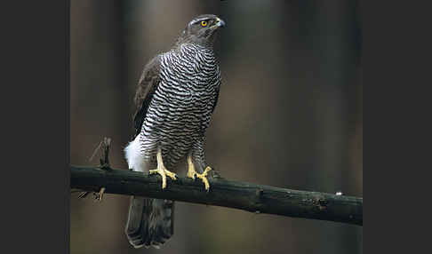 Habicht (Accipiter gentilis)