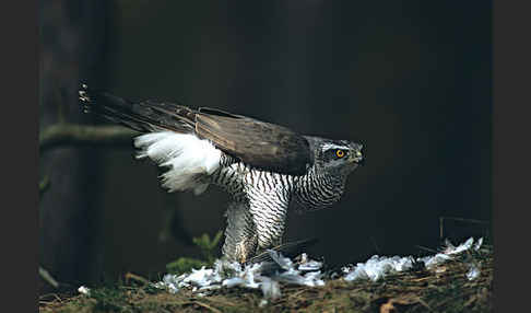 Habicht (Accipiter gentilis)