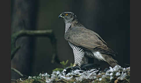 Habicht (Accipiter gentilis)