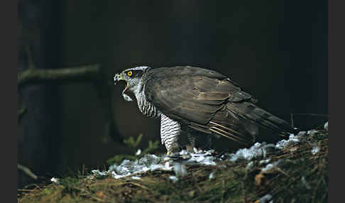 Habicht (Accipiter gentilis)