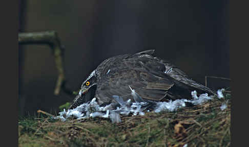 Habicht (Accipiter gentilis)