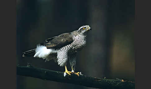 Habicht (Accipiter gentilis)