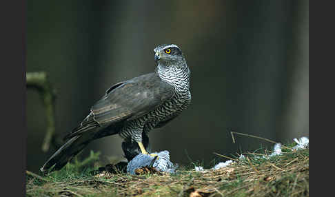 Habicht (Accipiter gentilis)
