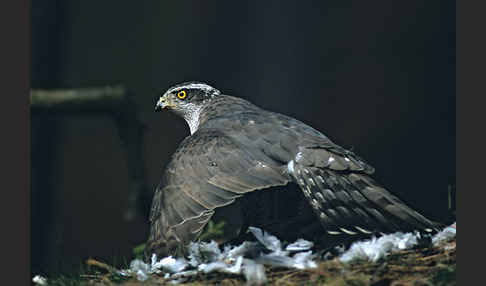 Habicht (Accipiter gentilis)