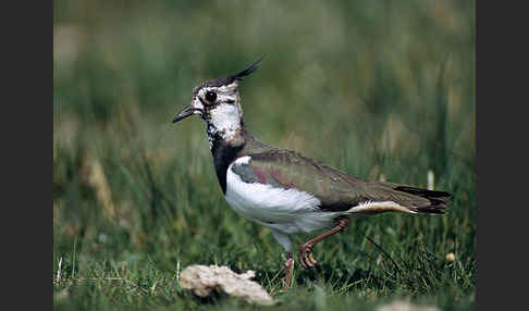 Kiebitz (Vanellus vanellus)