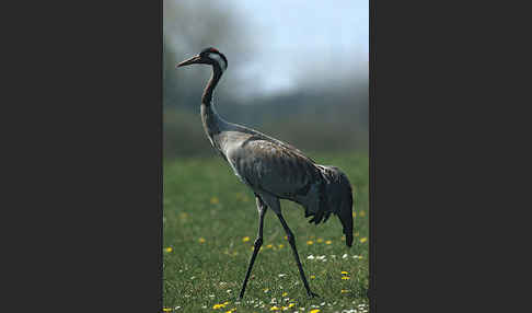 Kranich (Grus grus)