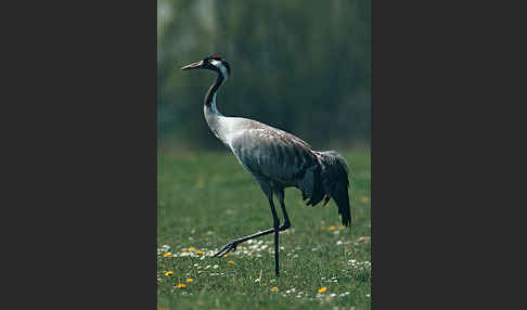 Kranich (Grus grus)