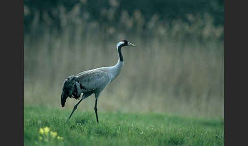 Kranich (Grus grus)