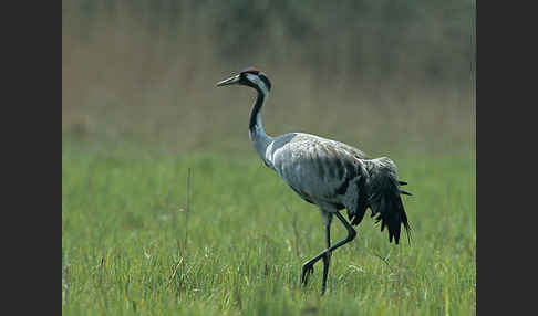 Kranich (Grus grus)