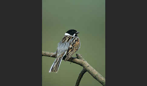 Rohrammer (Emberiza schoeniclus)