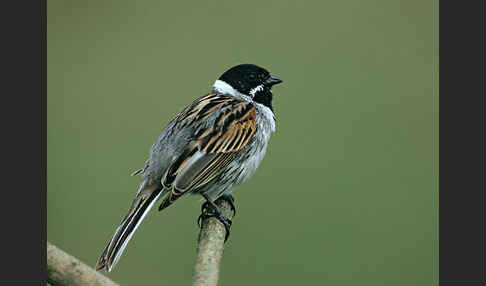 Rohrammer (Emberiza schoeniclus)