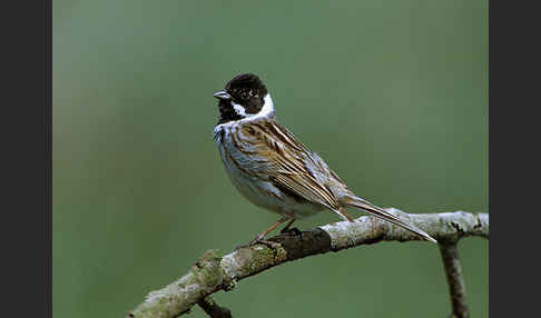 Rohrammer (Emberiza schoeniclus)