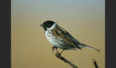 Rohrammer (Emberiza schoeniclus)