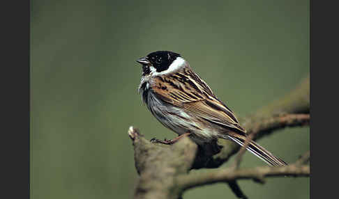 Rohrammer (Emberiza schoeniclus)